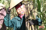 Trồng mía ép nước giải khát, một nông dân Hà Tĩnh ước thu 300 triệu đồng