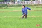 Thời tiết ủng hộ, nông dân Hà Tĩnh xuống đồng bón thúc lúa hè thu