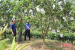 Nông dân huyện miền núi Hà Tĩnh “giải nhiệt” cho hơn 3. 450 ha cây ăn quả
