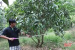 Nông dân xứ bưởi Hà Tĩnh “hy sinh” cả trăm triệu để “giữ sức” cây đặc sản