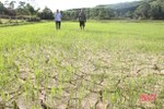UBND tỉnh Hà Tĩnh chỉ đạo tập trung chống hạn cây trồng vụ hè thu và phòng, chống cháy rừng