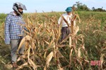 Nắng “bức tử” ruộng đồng ở Vũ Quang đến mức khô khan, nứt nẻ