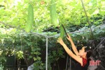 Phụ nữ phố núi Hà Tĩnh “vượt” nắng hạn chăm vườn rau xanh mướt