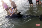 Cá voi dài hơn 2m dạt vào bờ biển Hà Tĩnh