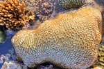 “Rừng san hô” lộ thiên độc đáo bên bờ biển miền Trung
