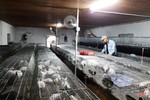 Nông dân huyện miền núi Hà Tĩnh đầu tư lớn, “hồi sinh” nghề nuôi thỏ