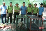 Bàn giao cá thể khỉ đuôi lợn và trăn đất cho Vườn Quốc gia Vũ Quang