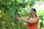 Bí quyết giữ vườn rau sạch, xanh mướt trong mùa nắng của nông dân Hà Tĩnh