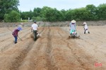 Nông dân Cẩm Xuyên hối hả khôi phục vườn rau sau mưa lớn