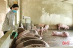 Người chăn nuôi Vũ Quang tái đàn lợn theo hướng an toàn sinh học