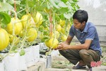 Công nghệ nhà màng “trỗi dậy” trong sản xuất nông nghiệp sạch ở Thạch Hà