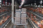 Nuôi gà siêu đẻ trứng, hợp tác xã ở Hà Tĩnh lãi gần 2 triệu đồng/ngày