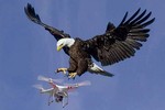 Đại bàng tấn công drone xâm phạm lãnh thổ