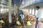 Trại gà “khủng” giúp hợp tác xã vùng biển Hà Tĩnh “bỏ túi” 1,5 tỷ đồng/năm