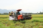Đồng sạch sâu, đủ nước, nông dân Hà Tĩnh tin vào vụ hè thu thắng lợi toàn diện