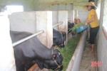 Cải tạo 11.700 con bò giống chất lượng cao cho nông dân Hà Tĩnh