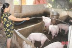 Hà Tĩnh hỗ trợ nông dân khôi phục chăn nuôi sau “bão” dịch