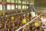 Mục sở thị trại gà lớn nhất Lộc Hà, lợi nhuận hơn 1,5 tỷ đồng/năm
