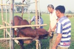 Hà Tĩnh: Hơn 1,5 triệu con gia súc, gia cầm sẽ được tiêm phòng đợt 2/2020