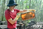 Nuôi ong “du mục” dưới tán rừng keo ở Hà Tĩnh