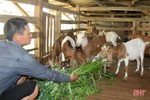 Dê Boer mở hướng chăn nuôi mới cho người dân miền núi Hà Tĩnh