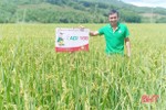 Vũ Quang trồng thử nghiệm thành công giống lúa ADI 168