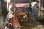 Cấm chăn nuôi tại khu vực không được phép trong TP Hà Tĩnh, cần có lộ trình
