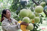 Bưởi Thượng Lộc được mùa, nông dân “hái” khoảng 10 tỷ đồng