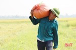 Cẩm Xuyên giành “quán quân” năng suất lúa hè thu ở Hà Tĩnh