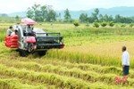 Đức Thọ sản xuất lúa chất lượng cao, thương lái thu mua ngay tại ruộng