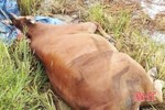 Bước đầu xác định nguyên nhân trâu bò chết hàng loạt tại xã Yên Hồ