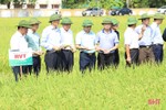 Xây dựng thương hiệu gạo hữu cơ trên ruộng đồng Hà Tĩnh
