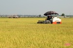 Xây dựng chuỗi sản phẩm OCOP lúa gạo hữu cơ thương hiệu Hà Tĩnh