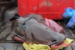 Vận chuyển cá lăng nặng 60kg từ Lào qua Hà Tĩnh về một nhà hàng ở Nghệ An