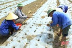 Địa phương đầu tiên của Hà Tĩnh thí điểm 16ha lạc giống “bảo quản ngoài đồng ruộng”