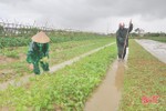 Nông dân Hà Tĩnh dịch chuyển đối tượng cây trồng vụ đông truyền thống