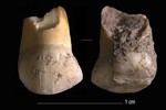 Phát hiện răng sữa 48.000 năm tuổi