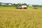 Hiệu quả kinh tế tăng 15 - 20% từ những cánh đồng “4 cùng” ở Hà Tĩnh