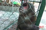 Kiểm lâm Lộc Hà bàn giao khỉ mặt đỏ để thả về môi trường tự nhiên
