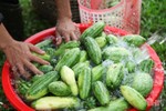 Mùa dưa non “kém vui” của nông dân Hà Tĩnh
