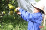 Giá cam tăng, người dân Thượng Lộc đầu tư vốn “mắc màn” cho cây đặc sản