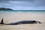 Xác cá voi dài hơn 1m dạt vào bờ biển Hà Tĩnh