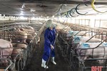 “Nội bất xuất, ngoại bất nhập”, các trang trại ở Hà Tĩnh siết chặt phòng dịch tả lợn Châu Phi