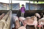 Tăng khả năng phòng vệ trước dịch tả lợn châu Phi ở huyện miền núi Hà Tĩnh