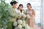 HTX trồng dưa lưới đầu tiên ở Can Lộc thu gần 1,6 tỷ đồng sau 4 đợt cắt quả
