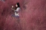 Đồng cỏ hồng lãng mạn, hút khách tham quan ở Hàn Quốc