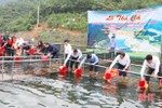 Vũ Quang nuôi thí điểm hơn 13.600 con cá giống trong lòng hồ Ngàn Trươi