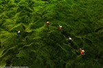 Nhiều ảnh chụp Việt Nam đoạt giải Aerial Photography Awards 2020