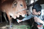Huyện miền núi Hà Tĩnh quyết liệt bảo vệ gần 10 vạn con gia súc trước dịch bệnh