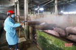 3 huyện ở Hà Tĩnh tái phát dịch tả lợn châu Phi